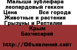 Малыши эублефара ( леопардовый геккон) › Цена ­ 1 500 - Все города Животные и растения » Грызуны и Рептилии   . Крым,Бахчисарай